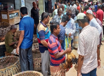  নওগাঁয় দেশী মুরগীর কেজি ৭০০ টাকা